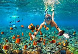 Image result for Snorkeling at the Great Barrier Reef
