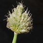 Image result for Allium fistulosum