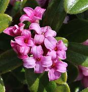 Image result for Daphne collina x grandiflora