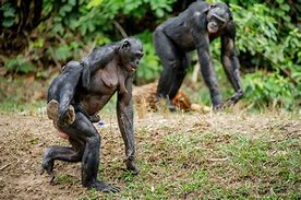 Image result for Bonobo Ancestors
