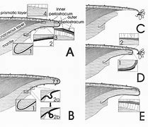 Image result for Periostracum