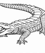 Image result for Crocodile Head Drawing