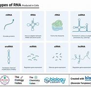 Image result for Different RNA Types