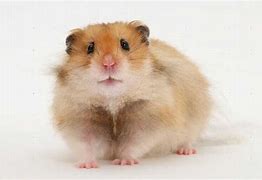 Image result for Golden Long Haired Syrian Hamster