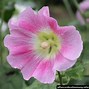 Image result for alcea