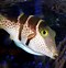 Image result for Tropical Puffer Fish