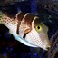 Image result for Facts About Puffer Fish