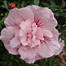 Bilderesultat for Hibiscus syriacus Pink Chiffon