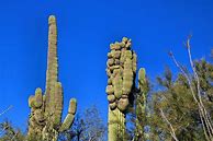 Image result for Weird Cactus