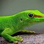 Image result for Red and Blue Lizard