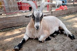 Image result for Mexico zoo director kills goat