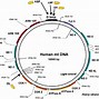 Image result for Rolling Circle Model of DNA Replication