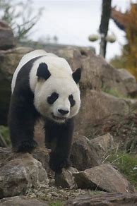 Image result for Chinese Giant Panda