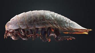 Image result for Giant Black Isopod