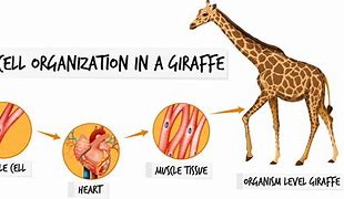 Image result for Giraffe Cells
