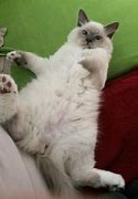 Image result for Funny Cat Face RT Work