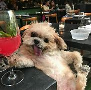Image result for Dog Drinking Meme