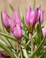 Image result for Tulipa humilis