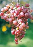 Image result for Rotted Grapes