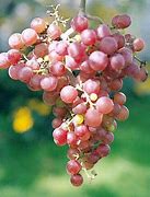 Image result for Grapes Grow On Vines