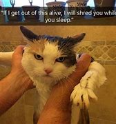 Image result for Dirty Cat Memes