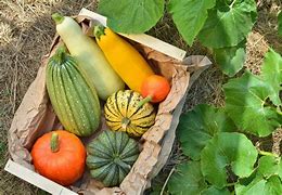 Image result for Squash Plant