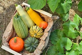 Image result for Squash Kinds Pictures