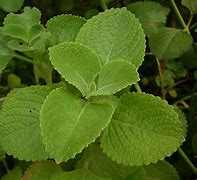 Image result for Mexican Ground Cover Red Leaves with White Flower Stalks