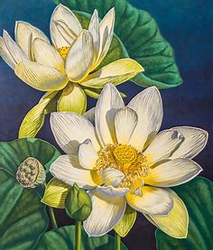White Lotuses by Fiona Craig | Audrey Fine Art