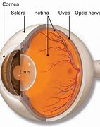 Image result for Choroid Eye Muscle