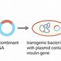 Image result for cDNA Recombinant Plasmid Vector