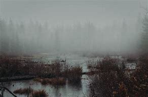 Image result for Swamp Fog