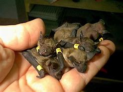 Image result for Little Brown Bat Babies