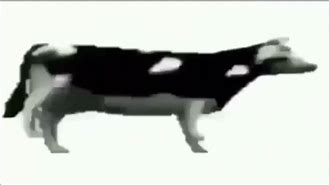 Image result for Dancing Cow Meme