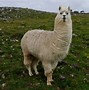 Image result for a lama