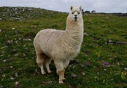 Image result for lama�sta
