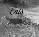 Image result for Cat Rain Meme