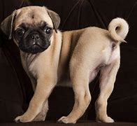 Image result for Pug Blue Tail