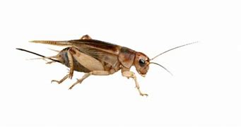 Image result for Cricket Bug's Life Transparent