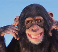 Image result for Ape Funny Stare