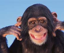 Image result for Funny Ape Picutre