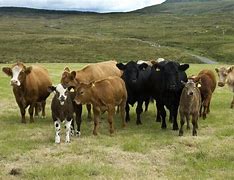 Image result for A Lot of Cows