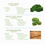 Image result for Different Types of Moss