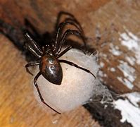 Image result for American Cave Spider