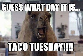 Image result for Taco Tuesday Dog Meme