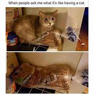 Image result for Cat Zoomies Meme