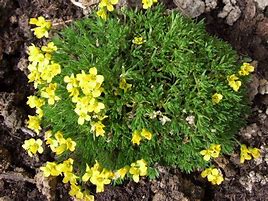 Image result for draba