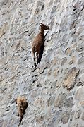 Image result for Mountain Goat Next to Person