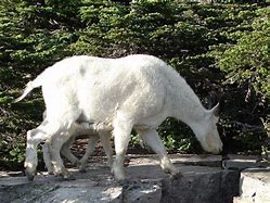 Image result for Mountain Goat Legs