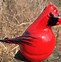 Image result for cardinal